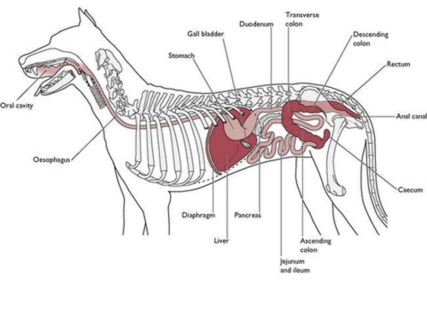 <p>Study of stages through which the organism evolves from conception to birth.</p>