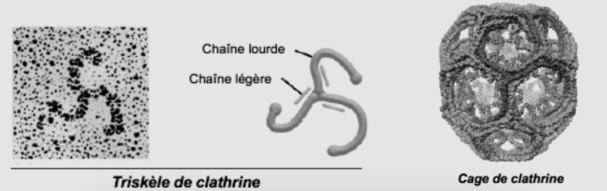 <p>La clathrine es une protéine cytosoliques qui est constituée de trois chaînes lourdes et trois chaînes légères formant un triskèle de clathrine = unité de base. Ces triskèles de clathrine s’auto-assemblent pour former une cage de clathrine creuse</p>