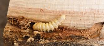 <p>What is this pest?</p>