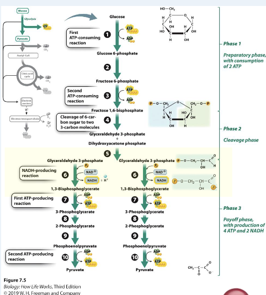 <p><span>Why do you think that second phosphate (Pi) is first added to G3P (step 6) to make ATP (step 7), rather than just being added directly to ADP?</span></p><p><span>A. the phosphate encounters the G3P before ADP</span></p><p><span>B. because the the addition of the Pi can be coupled to the oxidation of G3P, making it an energetically favorable reaction</span></p><p><span>C. because the resulting 1,3- biphosphoglycerate (step 7) has high free energy and will therefore readily transfer its phosphate group to ADP (it’s exergonic)</span></p><p><span>D. both b and c </span></p>