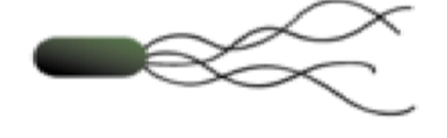 <p>this bacteria is classified as....</p>