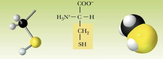 <p>Name:</p><p>Abbreviation:</p><p>Classification:</p>