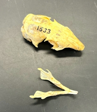 <p>Common Name?</p><p>Family?</p><p>Scientific name?</p>