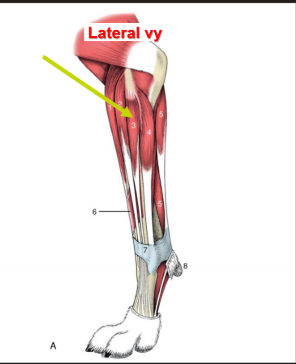 <p>O, I (ca), I (eq), F</p>
