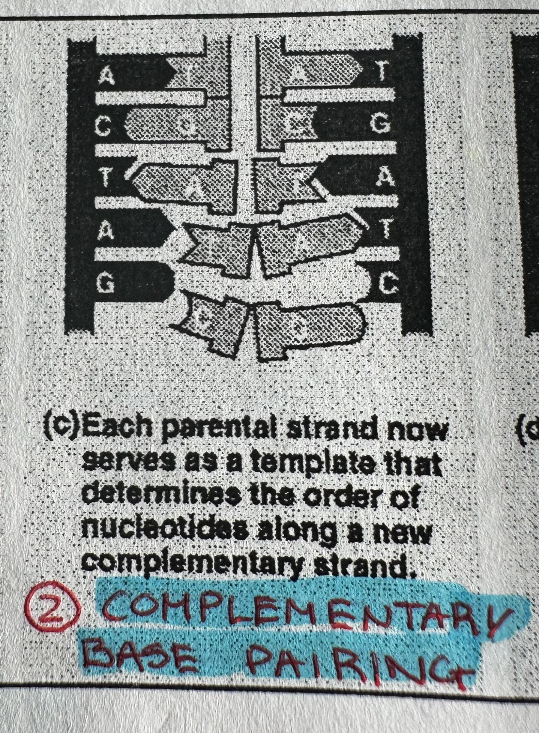 <p>Free-floating DNA nucleotide complementary base pairs with the “unzipped” original DNA.</p>