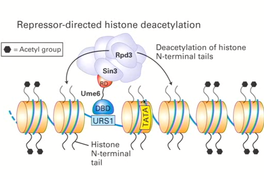 <ul><li><p>Silencing specific sequences through transcriptional repressors</p></li><li><p>Positive charge of N-terminal histone tail interacts electrostatically with the DNA phosphate groups</p></li><li><p><strong>Acetylation neutralizes the electrostatic interaction</strong> which makes the interactions less strong and permits complex formation (co-repressor complex)</p></li><li><p><strong>For example, Ume6 (carries a repressor domain called RD) interacts with URS1 specifically and RD interacts with Sin3 and Rpd3</strong></p></li><li><p><strong>This ALTOGETHER forms a large protein complex which is important for the repression of a particular sequence by changing the conformation of the chromatin since it is now hypoacetylated (all acetyl groups are removed)</strong></p></li><li><p>Chromatin therefore becomes more tightly compacted and it is no longer accessible to transcription factors</p></li></ul><p></p>