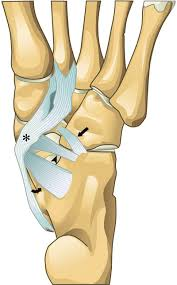 <p>What ligament is on the bottom of the foot?</p>