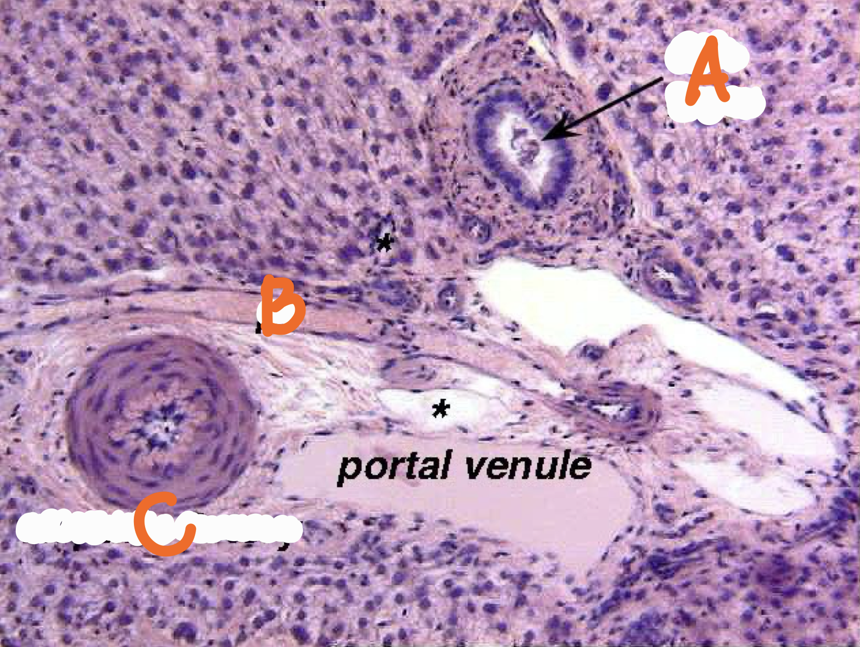 <p>Identify the structure</p>