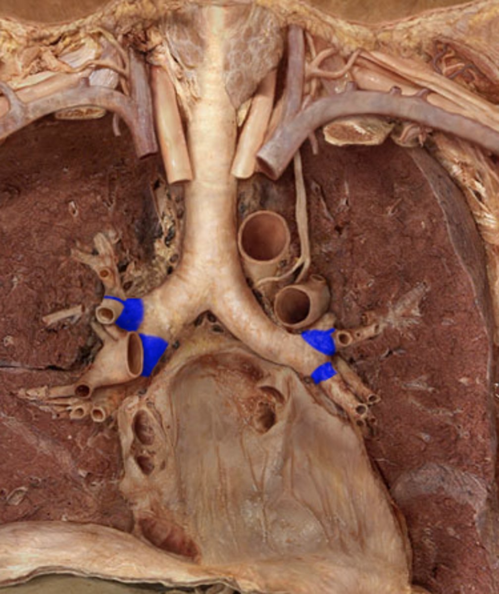 <p>Label the Blue Segment on the Left Side of Chest</p>