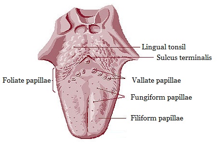 what are foliate papillae? what happens to their taste buds during early childhood?