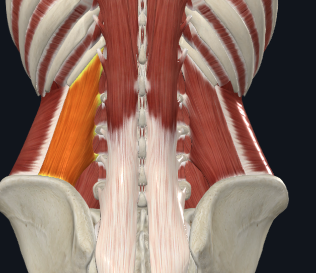 <p>What muscle</p>