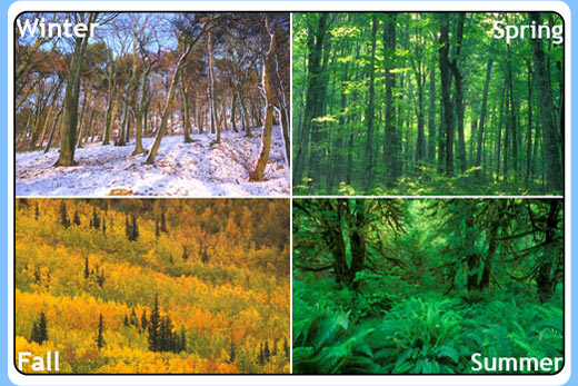 <p><strong>Outline climate conditions that characterize the temperate forest biome.</strong></p><p><em>B4.1.7: Biomes as groups of ecosystems with similar communities due to similar abiotic conditions and convergent evolution.</em></p>