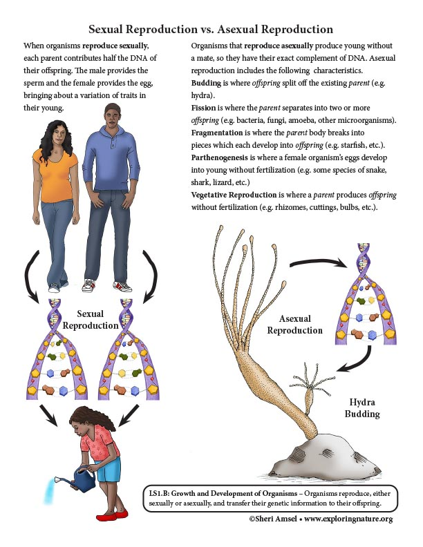 <p><strong>Sexual Reproduction</strong>:<br>Involves <mark data-color="#970782" style="background-color: #970782; color: inherit">two parents</mark>, requires the <strong><mark data-color="#9711a2" style="background-color: #9711a2; color: inherit">fusion of gametes</mark></strong>, and creates <strong><mark data-color="#6a07a3" style="background-color: #6a07a3; color: inherit">genetically unique offspring</mark></strong>.<br></p><p><strong>Asexual Reproduction</strong>:<br>Only <mark data-color="#b70ead" style="background-color: #b70ead; color: inherit">requires only one parent</mark>, does <strong><mark data-color="#a820b3" style="background-color: #a820b3; color: inherit">not involve gametes</mark></strong>, and produces <strong><mark data-color="#7a0fa5" style="background-color: #7a0fa5; color: inherit">genetically identical offspring (clones)</mark></strong><mark data-color="#7a0fa5" style="background-color: #7a0fa5; color: inherit">.</mark></p>