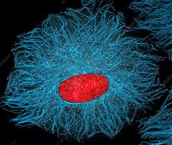 Cytoskeleton
