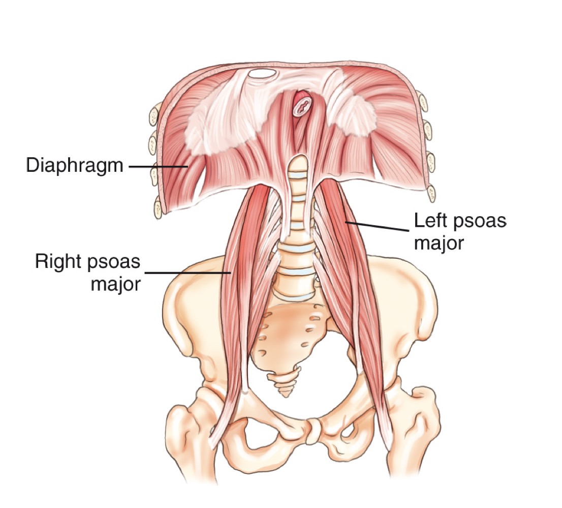 <p>Psoas major</p>