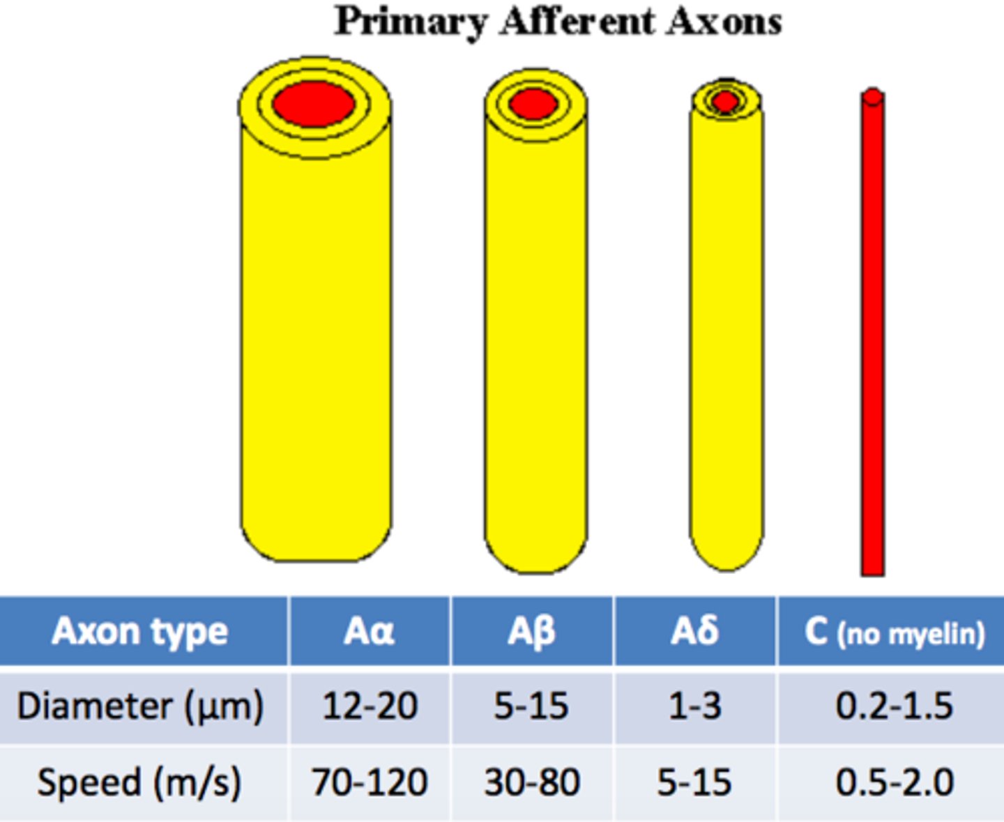 <p>Thicker axons send signals faster because there is less resistance to ion flow.</p>