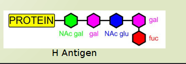 <ul><li><p>hh genotype</p></li><li><p>H antigen is not formed</p></li><li><p>looks like an O phenotype even if A and/or B genes are inherited </p></li><li><p>will develop Anti-H whereas typical O have H antigen</p><ul><li><p>IgM clinically significant antibody that binds complement and reacts at 37C</p></li></ul></li><li><p>Lacks H antigen</p></li></ul><p></p>