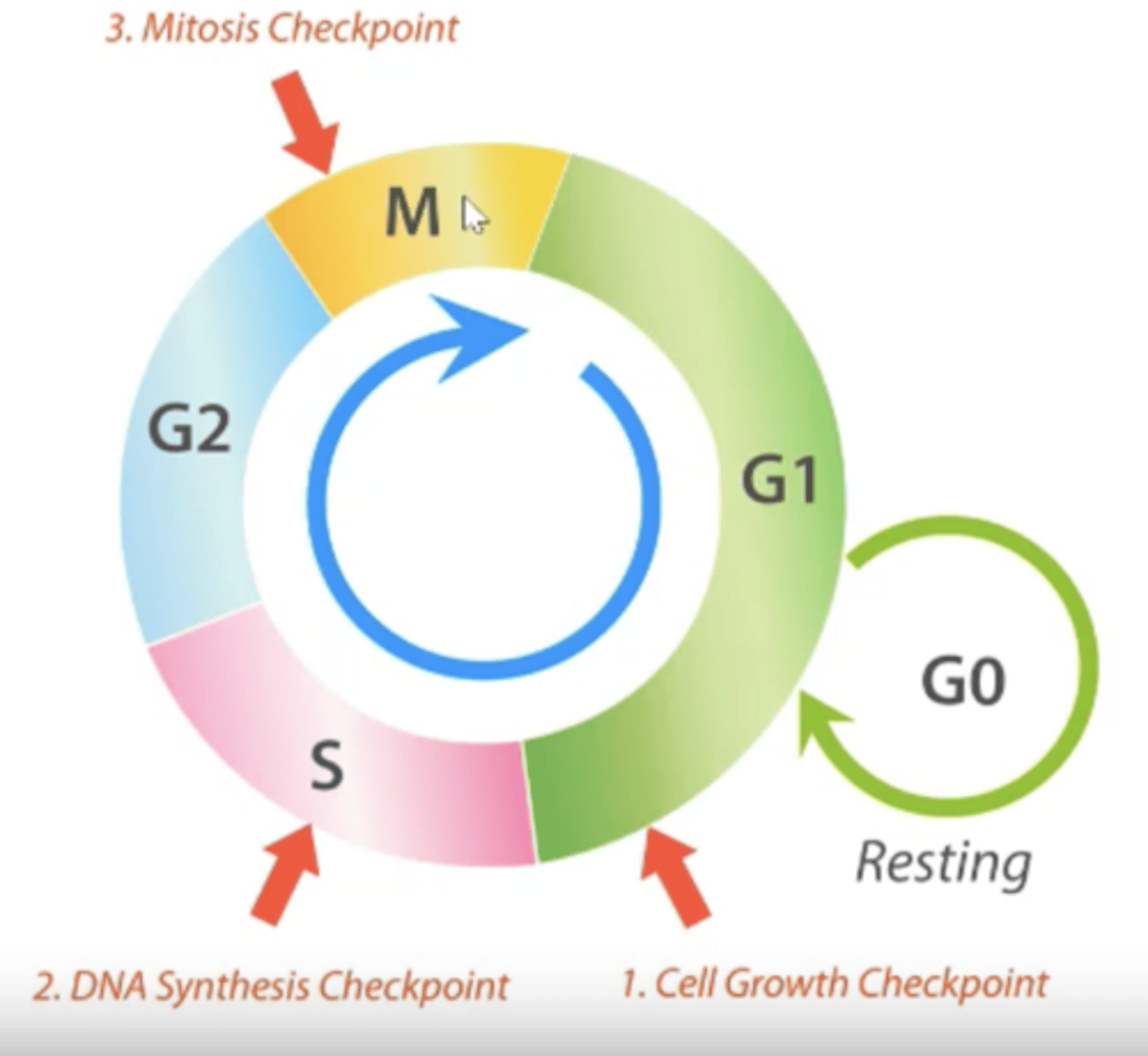 <p>- Cell remains in G0/resting stage until a growth factor is present and then enters G1.</p><p>- G1 is first and the cell grows in size.</p><p>- Then moves to S phase where DNA is synthesised.</p><p>- Then moves in G2 phase where it undergoes more growth.</p><p>- Then moves into M phase where mitosis takes place.</p>