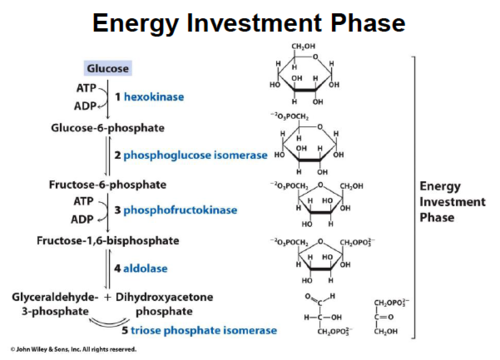 <p>energy investment phase</p>