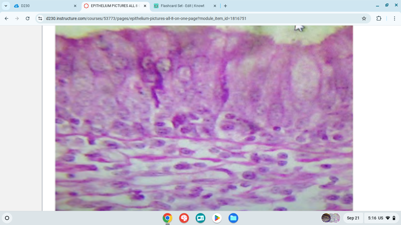 knowt flashcard image