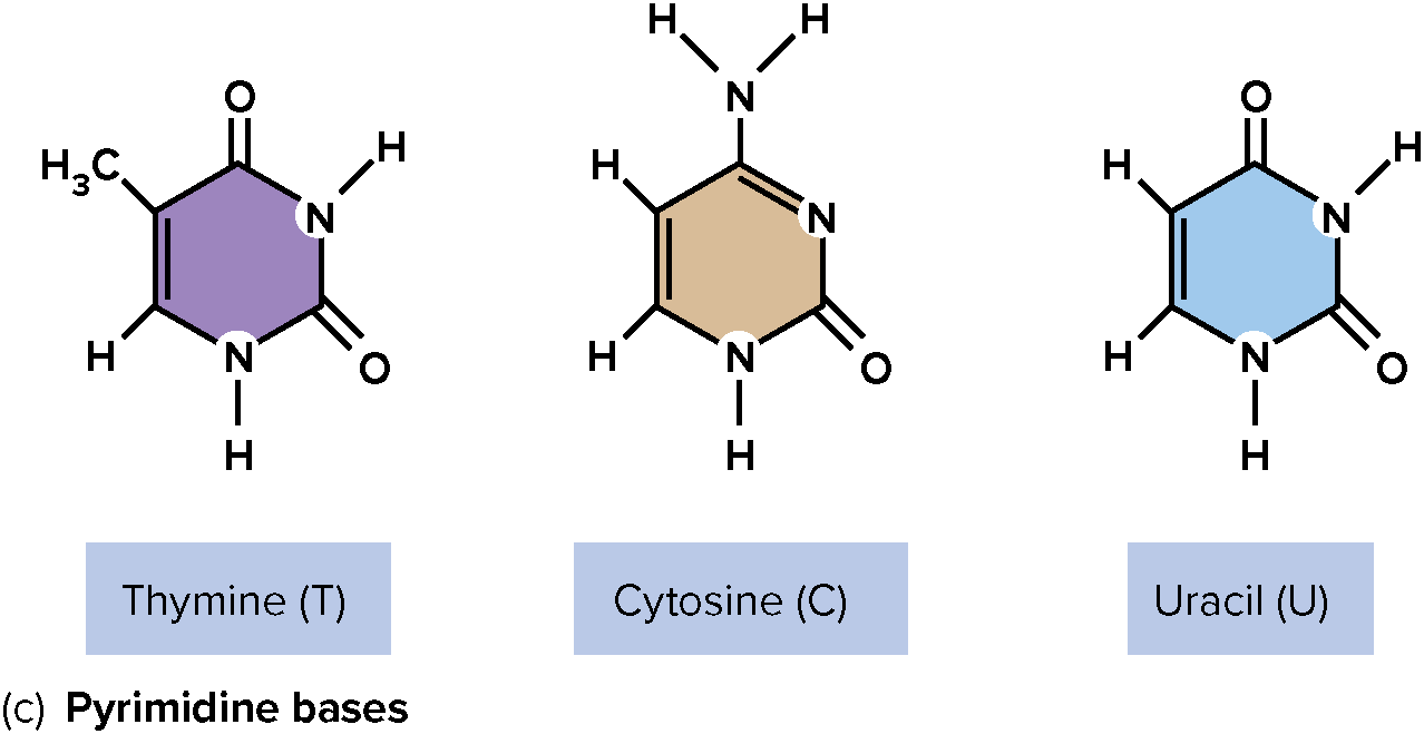 Thymine (T), Cytosine (C), and Uracil (U)