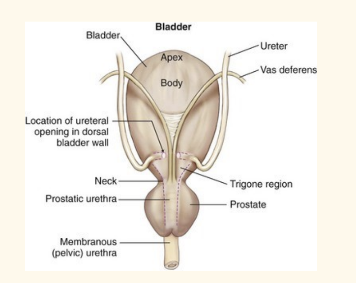 <ul><li><p>ureter: 1 on each side</p><ul><li><p>note hook on caudal ureter</p></li></ul></li><li><p>enter trigone region of urinary bladder</p></li><li><p>M—> vas deference pass through bladder; prostate withinirethre wall</p></li></ul><p></p>