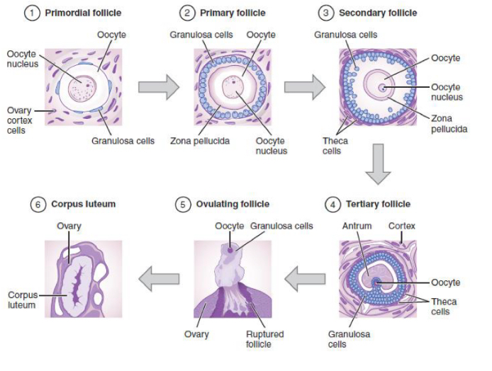 <p>In puberty, some primordial follicles grow and evolve</p><p>to:</p><p><span data-name="black_small_square" data-type="emoji">▪</span> Primary follicle: a single layer of cubic follicular cells.</p><p><span data-name="black_small_square" data-type="emoji">▪</span> Secondary follicle: several layers</p><p><span data-name="black_small_square" data-type="emoji">▪</span> Tertiary follicle: several layers, containing a cavity, called an antrum.</p><p><span data-name="black_small_square" data-type="emoji">▪</span> Graafian follicle: large tertiary follicle, ready for ovulation</p>