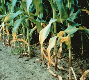 <p>Identify which nutrient is deficient</p>