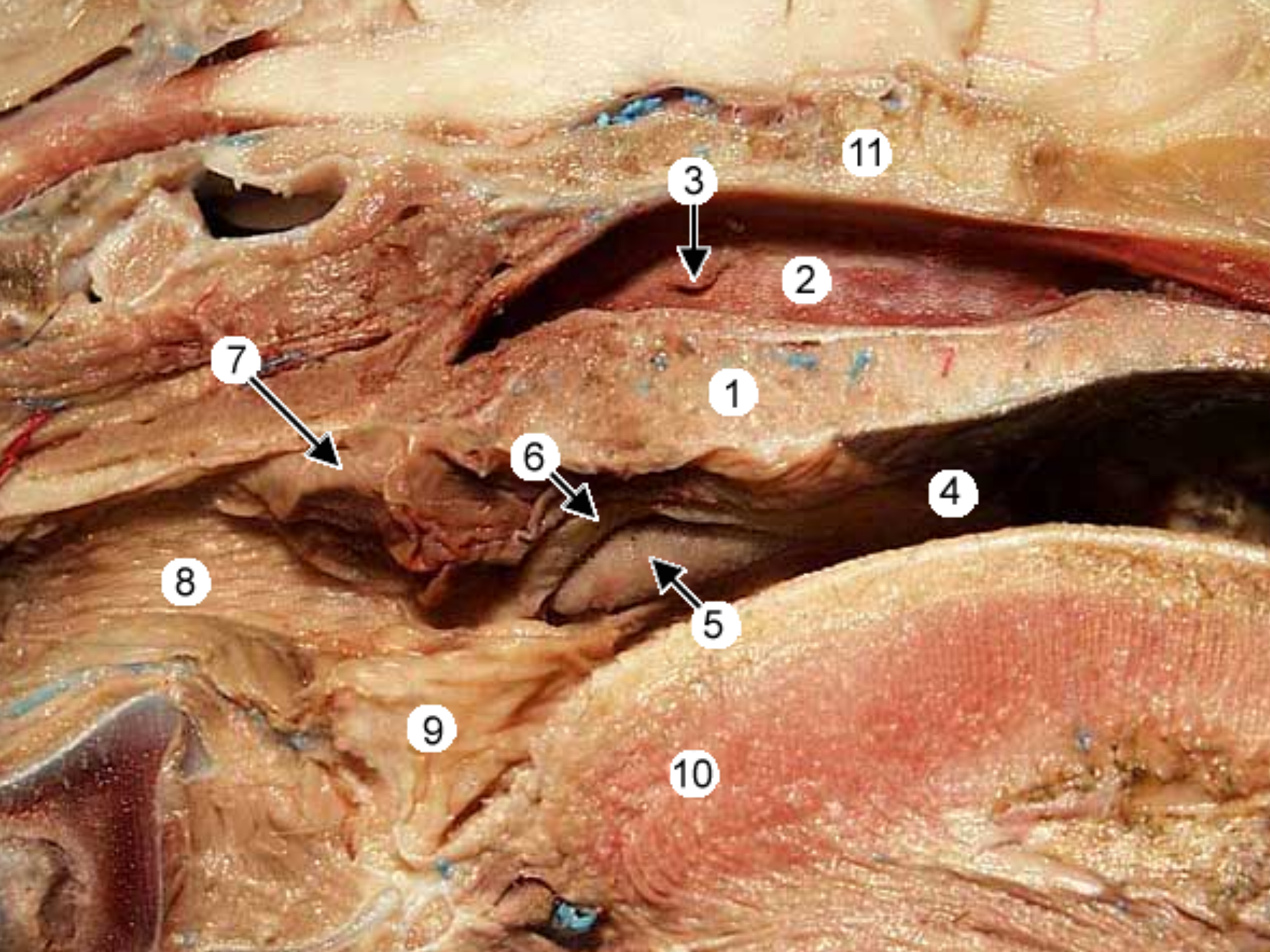 <p>label this close up view of the back of the dog’s mouth 2-9</p><p>for reference: 10 is the root of the tongue, 4 is the oropharynx, 1 is the soft palate</p>