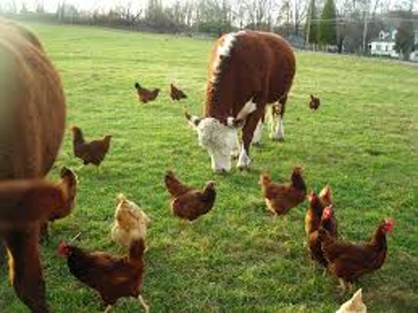 <p>Allows animals to graze on grass during their entire lifecycle. Meat from these animals tends to be free from antibiotics and other chemicals used in feedlots. Requires large areas of land and the meat produced is more expensive for consumers.</p>