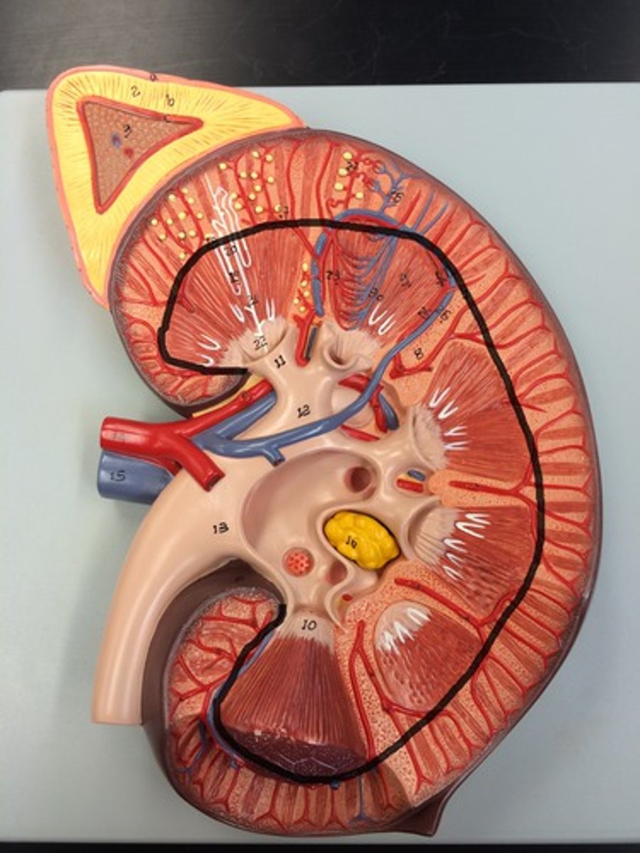 <p>primarily composed of triangular masses known as renal pyramids.</p>