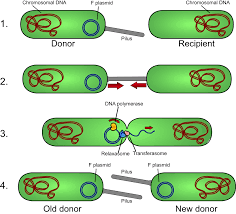 <p>bacteria share DNA sexually transfer plasmid DNA loop to another </p>