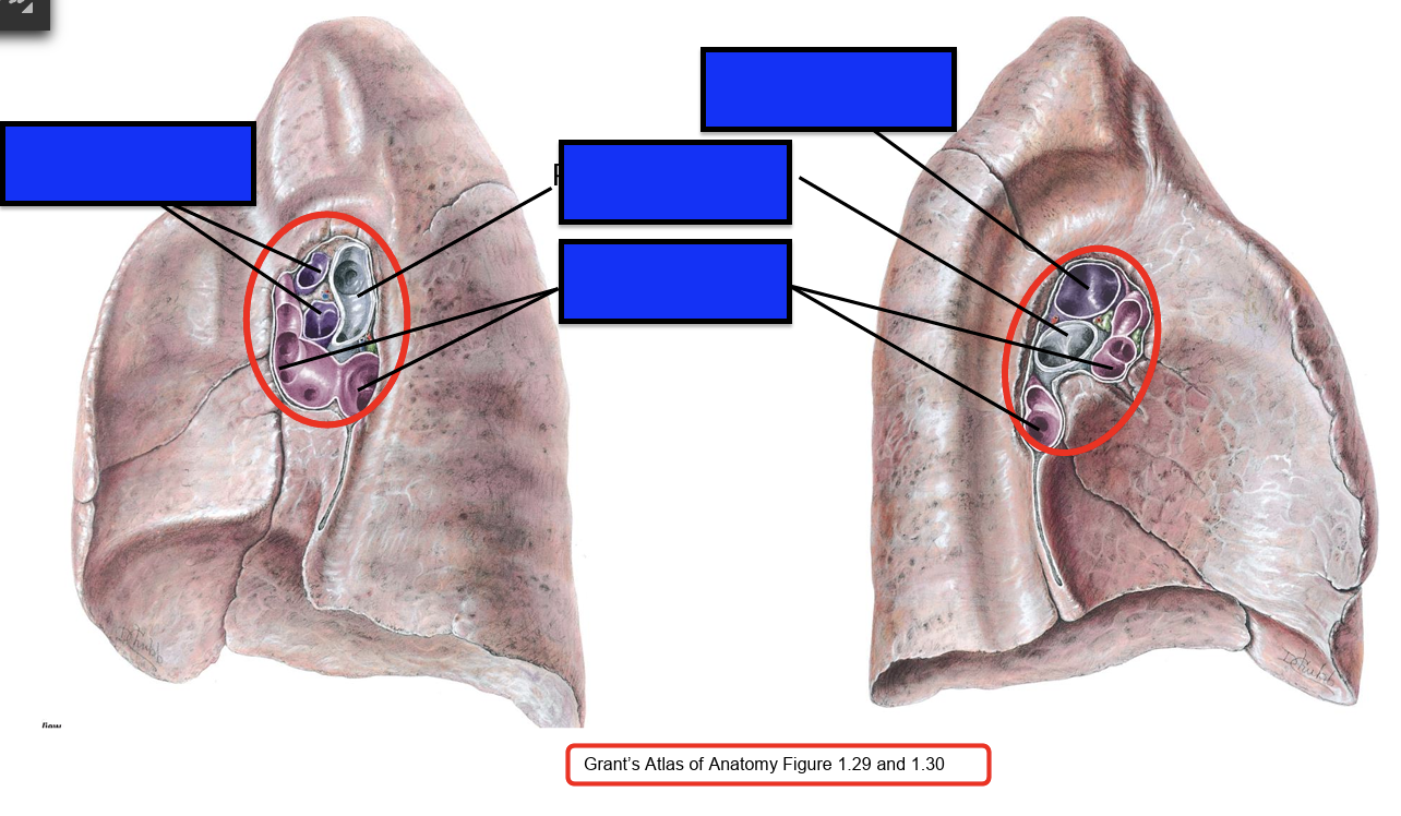<p>hilum and root of lung structures</p>