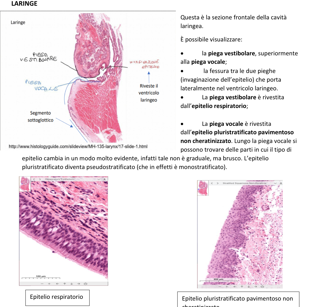 <p>Per la maggior parte è presente epitelio respiratorio (pseudostratificato cilindrico ciliato)</p><p>A livello della piega vocale invece abbiamo epitelio pluristratificato pavimentoso non cheratinizzato</p><p>Nell’immagine vediamo la sezione frontale della laringe:</p><ul><li><p>Superiormente abbiamo la piega vestibolare rivestita da epitelio respiratorio</p></li><li><p>Inferiormente abbiamo la piega vocale rivestita da epitelio pluristratificato pavimentoso non cheratinizzato:</p><ul><li><p>cellule in superficie appiattite, senza nucleo</p></li></ul></li><li><p>Tra le due prozioni abbiamo l’invalidazione che conduce al ventricolo laringeo</p></li><li><p>Il passaggio tra epitelio respiratorio e pavimentoso non è graduale, ma brusco </p></li></ul><p>Le pieghe vocali sono pavimentose per maggior resistenza nei confronti della vibrazione</p>