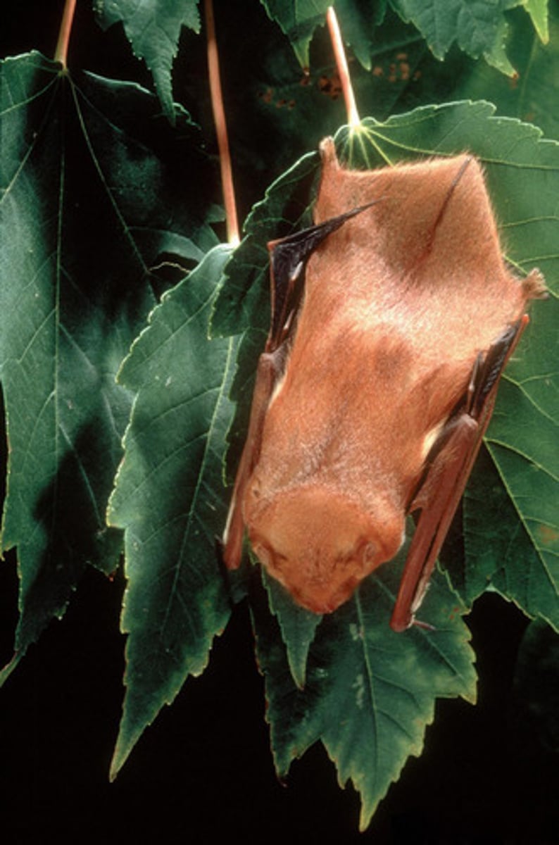 <p>Eastern Red Bat</p>