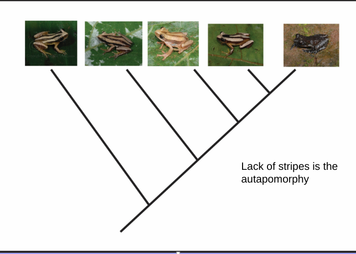 <p><span>derived character state present in a single lineage</span></p>