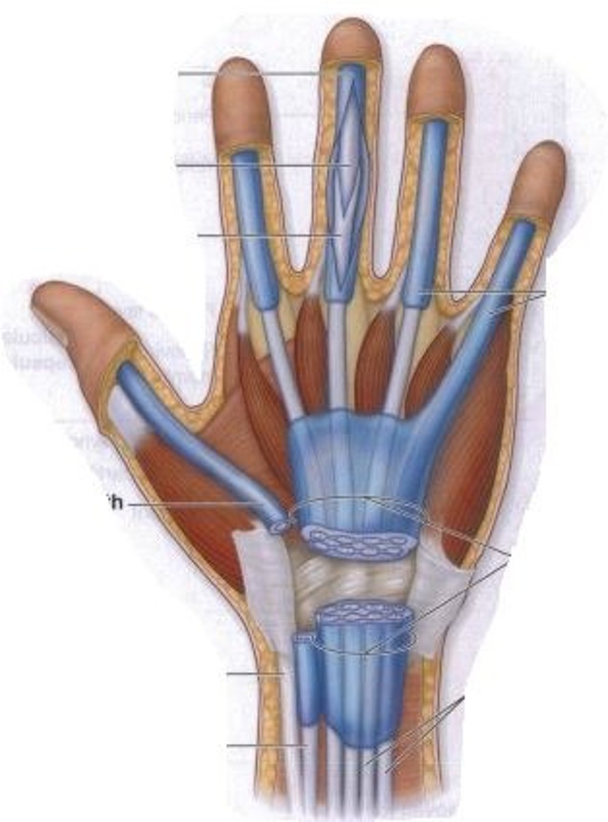 <p>Elongated bursa around a tendon; reduces friction during motion.</p>