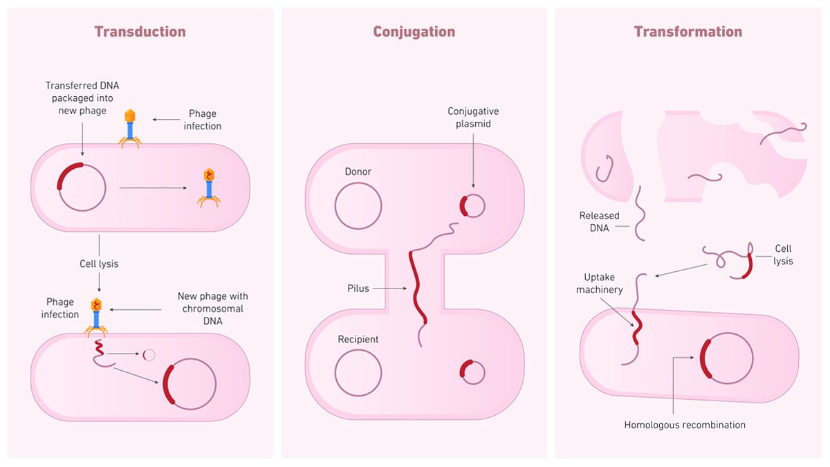 <p>the incorporation of DNA into a host through viral particles via incorporation into host’s chromosome or replication as a separate entity</p><p></p>