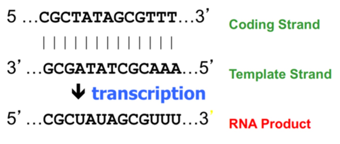 <p>The strand used by RNA polymerase to synthesize RNA (complementary to the RNA).</p>
