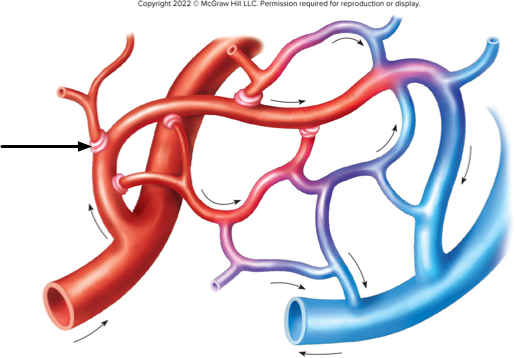 <p><span>On this diagram of a small capillary bed, what is the arrow pointing to?</span></p>