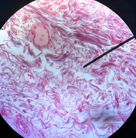 <p>Tissue locations</p>