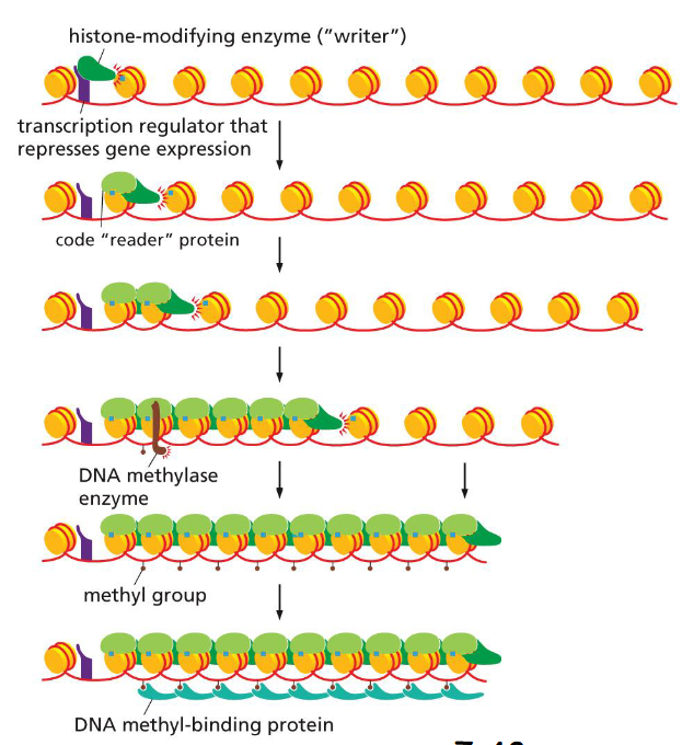 <ol><li><p>transcription regulator brings in a writer for histone modification, which is then read by code reader</p></li><li><p>the reader relays the writer to perform similar modification</p></li><li><p>at some moments the reader also brings in a de novo (new) DNA methylase</p></li><li><p>The methylated cytosine lies in the major groove and interferes with the binding of proteins</p></li><li><p>The binding of additional proteins to the methylated DNA adds further insulation </p></li></ol><p></p>