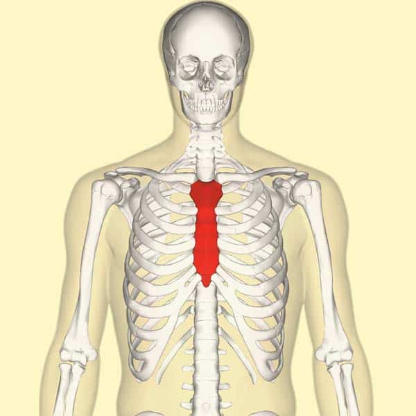 <p><span>a </span><strong>"necktie"</strong><span> or a </span><strong>"dagger"</strong><span> right in the middle of your chest. It's the bone that your ribs attach to at the front</span></p>