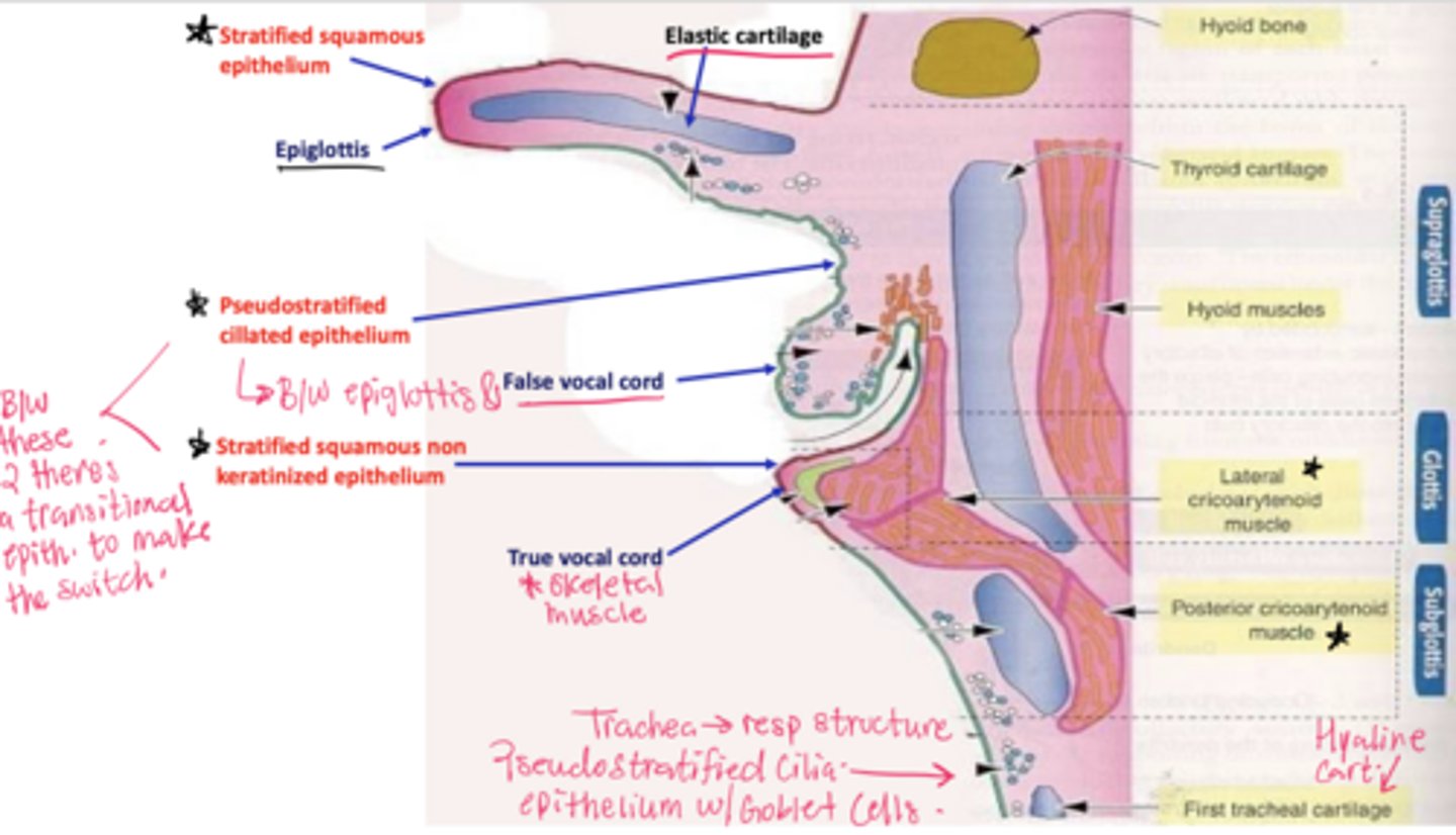 <p>Epiglottis - stratified squamous epithelium with elastic cartilage</p><p>False vocal cords - pseudostra. cillated epithelium</p><p>True vocal cords - stratified sq. non keratinized epithelium with skeletal muscle</p><p>Trachea - pseudostra. ciliated epithelium with goblet cells (respiratory structure)</p>