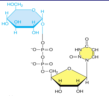 Precursor of some glucose derivatives needed for biosynthesis of important polysaccharides


1. N-acetylglucosamine
2. N-acetylmuramic Acid