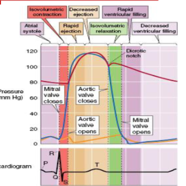 <p>Which phase follows the T wave?</p>