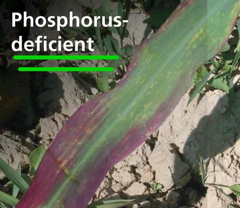 <p>Deficient in phosphorus, in need of potassium fertilizer.</p>