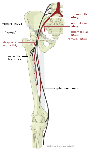 <p>A. Femoral nerve</p><p>true pelvis: area beneath the pelvic brim (pelvic inlet), where the pelvic viscera are located.</p><ul><li><p class=""><strong>hypogastric nerve</strong>, <strong>internal pudendal artery</strong>, <strong>obturator artery</strong>, and <strong>pelvic splanchnic nerves</strong> are all structures found <strong>within the true pelvis</strong>.</p></li></ul><p>false pelvis: area above the pelvic brim, bounded by the iliac blades</p><ul><li><p><strong><u>femoral nerve</u></strong><u> is located in the </u><strong><u>false (greater) pelvis</u></strong></p></li><li><p>mainly supplies the anterior thigh. It does <strong>not</strong> enter the true pelvis</p></li></ul><p></p>