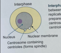 <p>the cell replicates (doubles) its DNA and prepare for mitosis. the centrosome also divides.</p>