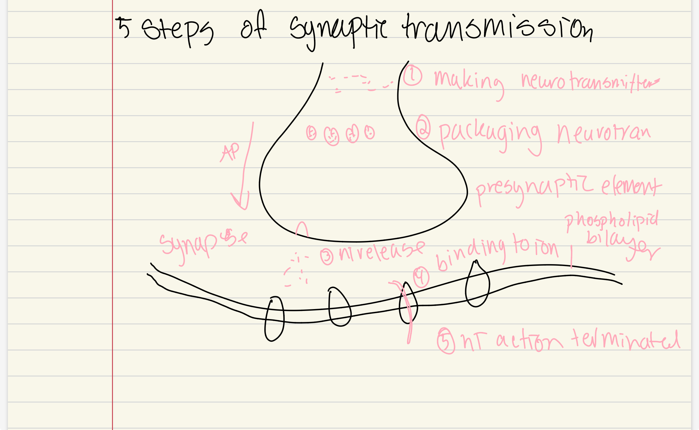 knowt flashcard image